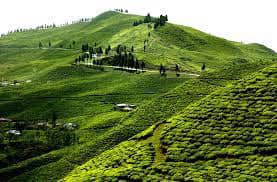 Tea Garden Tour in Nepal