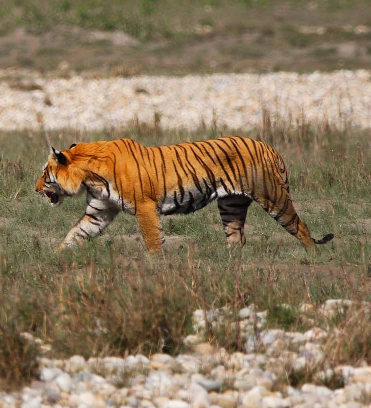 Bardia National Park Safari